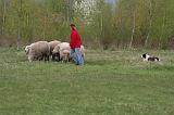 BORDER COLLIE - MOUTONS 062